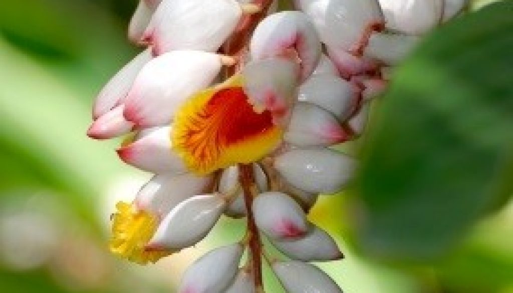 Fleur d'Atoumo